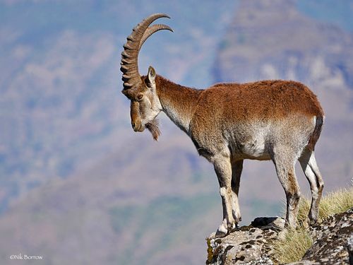 Wildlife and endemic species